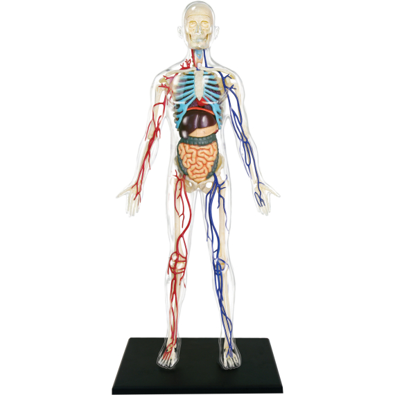 Anatomie člověka - Transparentní tělo 15,5 cm                    